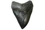 Fossil Megalodon Tooth - South Carolina #168029-2